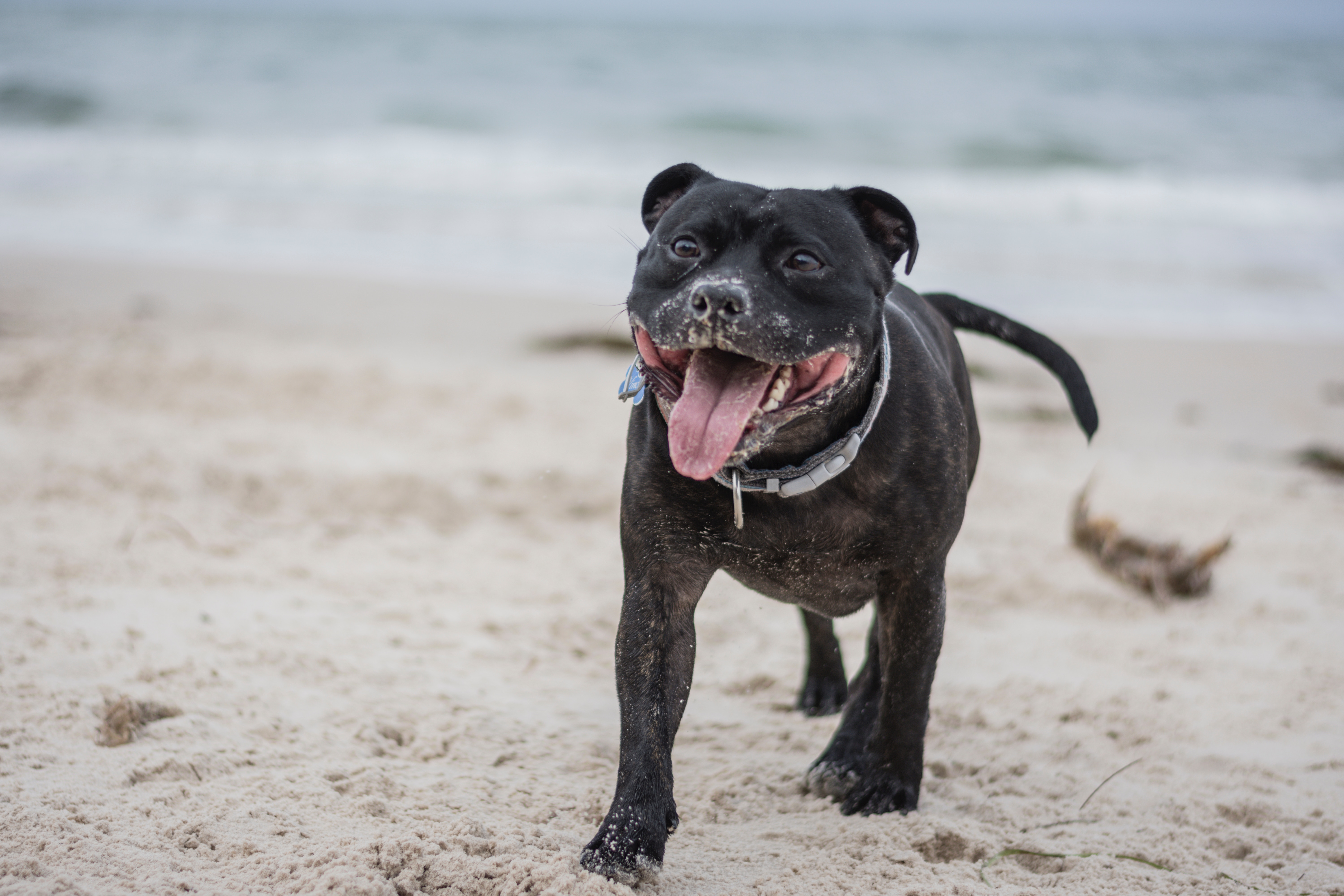 Staffordshire Bull Terrier